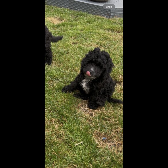 Cockapoo - Bitches