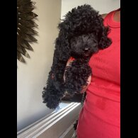 Cockapoo - Bitches