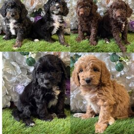 Cockapoo - Both