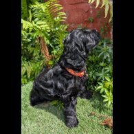 Cockapoo - Dogs