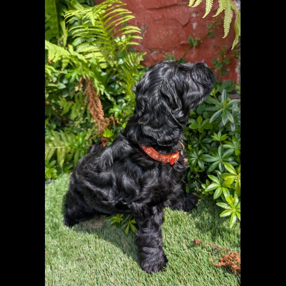 Cockapoo - Dogs
