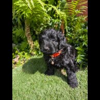 Cockapoo - Dogs