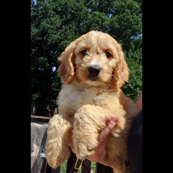 Cockapoo - Both