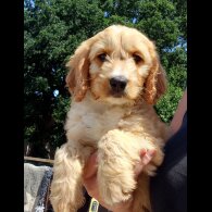Cockapoo - Both