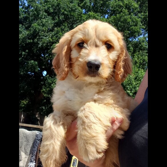 Cockapoo - Both