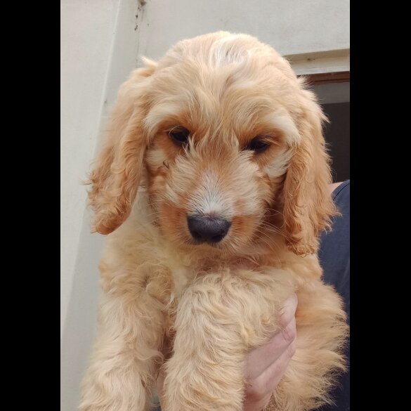 Cockapoo - Both