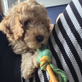 Cockapoo - Dogs