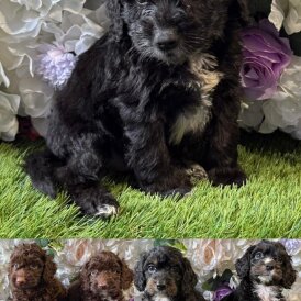 Cockapoo - Both