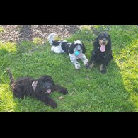 Cocker Spaniel (Working &amp; Show) - Both