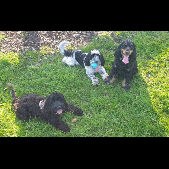 Cocker Spaniel (Working &amp; Show) - Both