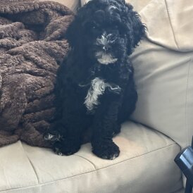 Cockapoo - Both