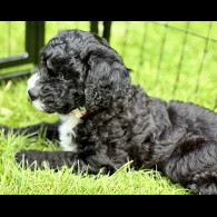 Cockapoo - Both