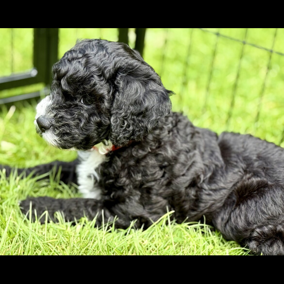 Cockapoo - Both