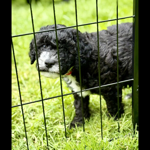 Cockapoo - Both