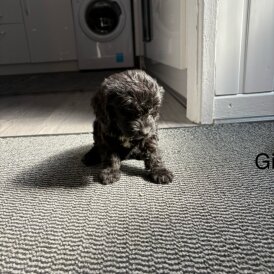 Cockapoo - Both