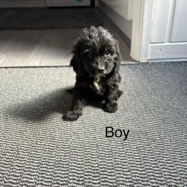 Cockapoo - Both