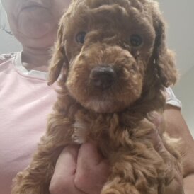 Cockapoo - Both
