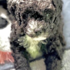 Cockapoo - Both