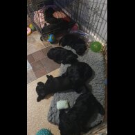Cocker Spaniel (Working &amp; Show) - Both