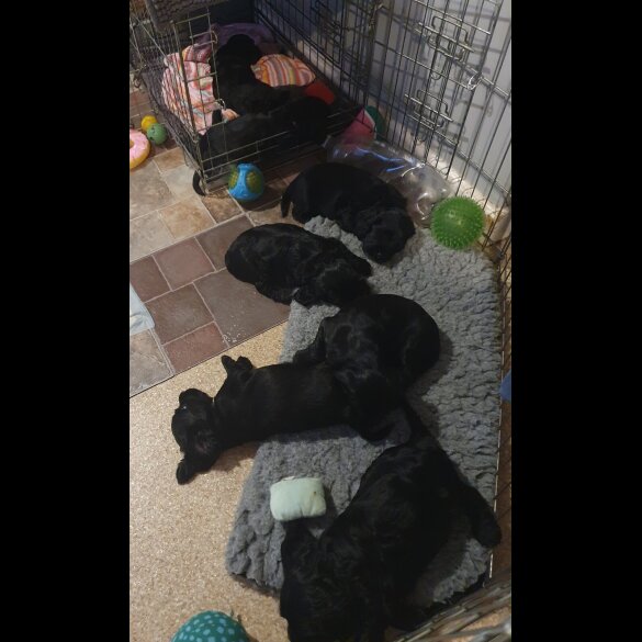 Cocker Spaniel (Working &amp; Show) - Both