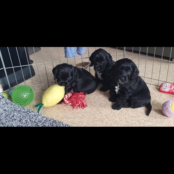 Cocker Spaniel (Working &amp; Show) - Both