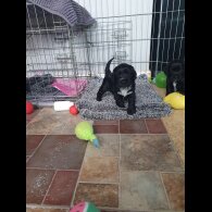 Cocker Spaniel (Working &amp; Show) - Both