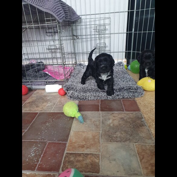 Cocker Spaniel (Working &amp; Show) - Both