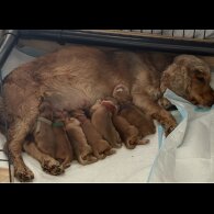 Cocker Spaniel (Working &amp; Show) - Dogs
