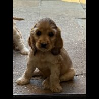 Cocker Spaniel (Working &amp; Show) - Dogs
