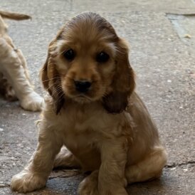 Cocker Spaniel (Working &amp; Show) - Dogs