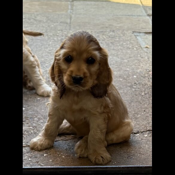 Cocker Spaniel (Working &amp; Show) - Dogs