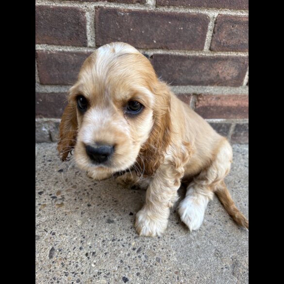 Cocker Spaniel (Working &amp; Show) - Dogs