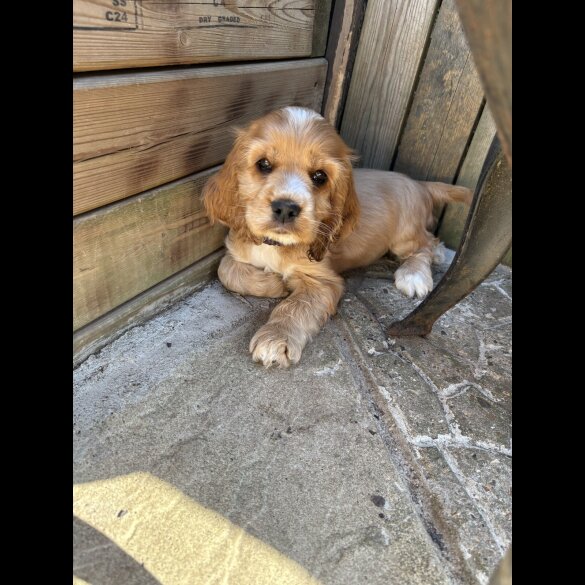 Cocker Spaniel (Working &amp; Show) - Dogs