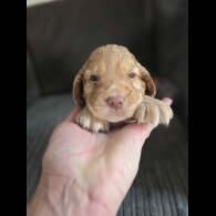 Cocker Spaniel (Working &amp; Show) - Both