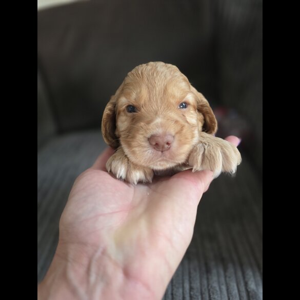 Cocker Spaniel (Working &amp; Show) - Both
