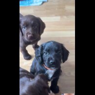 Cocker Spaniel (Working &amp; Show) - Both