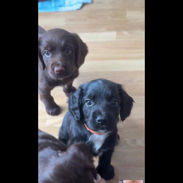 Cocker Spaniel (Working &amp; Show) - Both