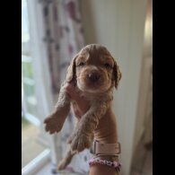 Cocker Spaniel (Working &amp; Show) - Both