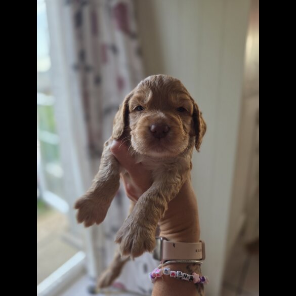 Cocker Spaniel (Working &amp; Show) - Both