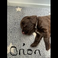Cocker Spaniel (Working &amp; Show) - Both