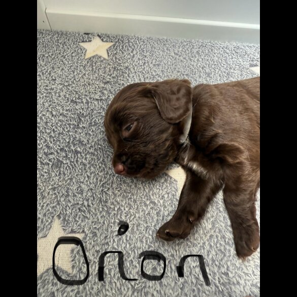 Cocker Spaniel (Working &amp; Show) - Both