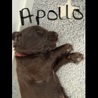 Cocker Spaniel (Working &amp; Show) - Both