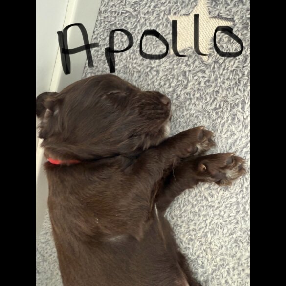 Cocker Spaniel (Working &amp; Show) - Both