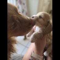 Cocker Spaniel (Working &amp; Show) - Both