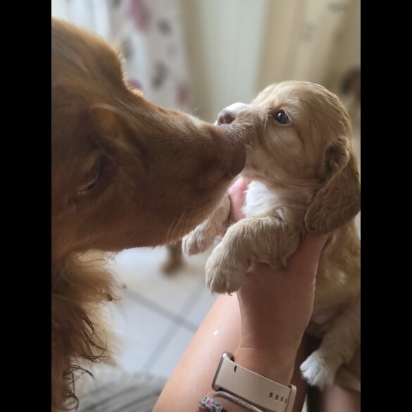 Cocker Spaniel (Working &amp; Show) - Both