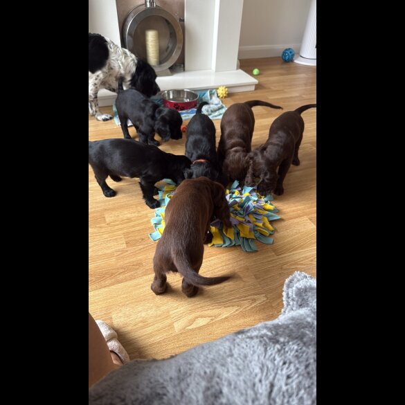 Cocker Spaniel (Working &amp; Show) - Both
