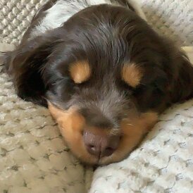 Cocker Spaniel (Working &amp; Show) - Both