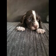 Cocker Spaniel (Working &amp; Show) - Both