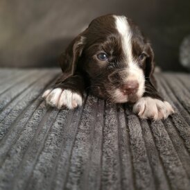 Cocker Spaniel (Working &amp; Show) - Both