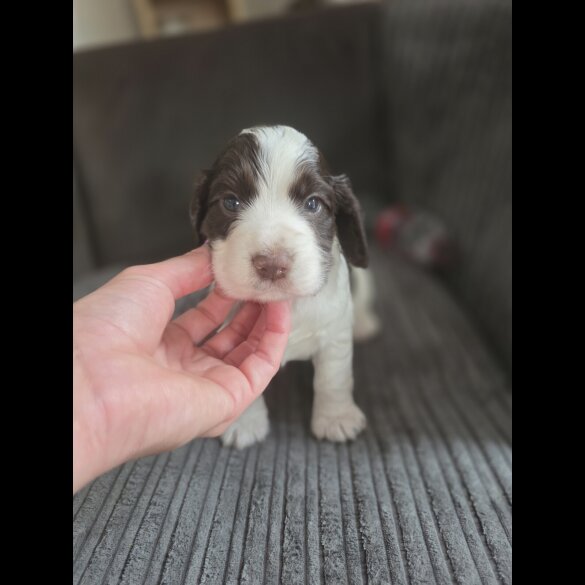 Cocker Spaniel (Working &amp; Show) - Both